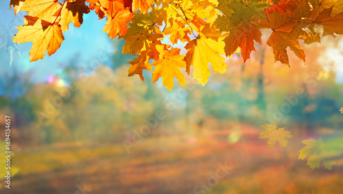 yellow fall leaves in forest, autumn natural field background with blurred bokeh and sun rays