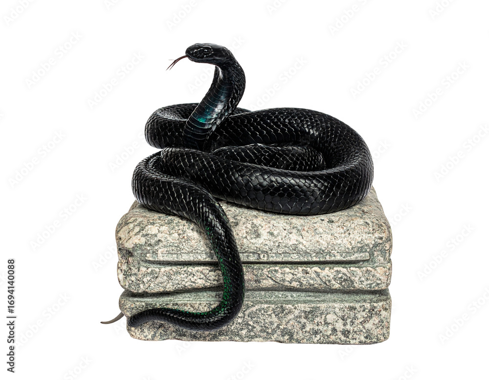 Naklejka premium Hyperrealistic image of a glossy black cobra with emerald highlights sitting upright