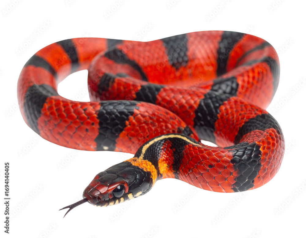 Naklejka premium Hyperrealistic image of a vibrant red and black coral snake with glossy scales, isolated PNG
