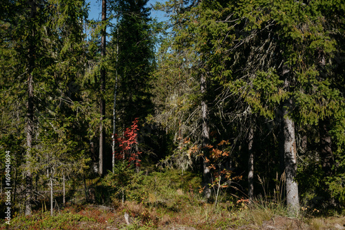 Autumn forest landscape