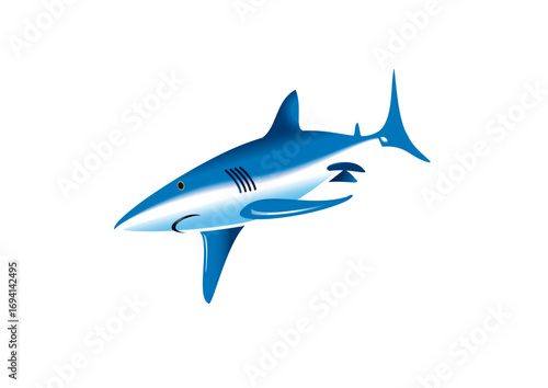 Shark swimming
