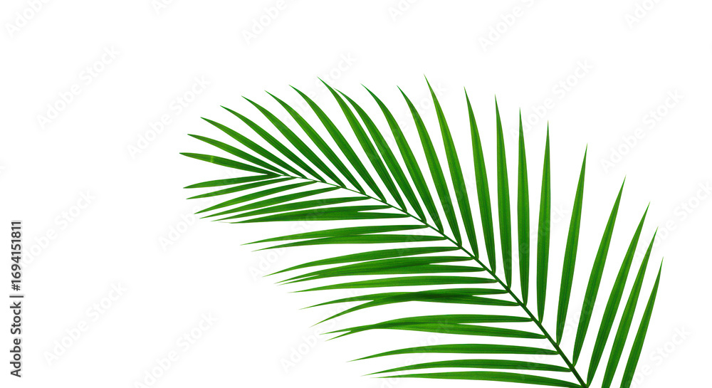 Fototapeta premium Pristine vibrant emerald green palm leaf, meticulously detailed with translucent veins, flat lay on a transparent background with ample negative space. Concept of natural wellness and purity