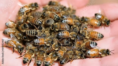 Wallpaper Mural Discovering the fascinating world of honeybees in nature Torontodigital.ca