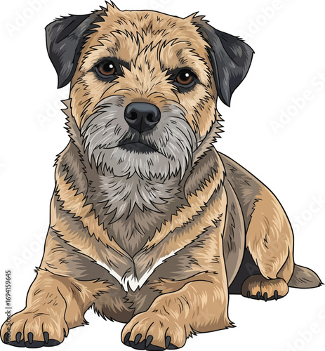 Border Terrier dog lying down relaxed front view illustration