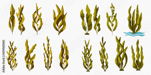 A diverse collection of green and brown seaweed and kelp illustrations, isolated on a transparent background.