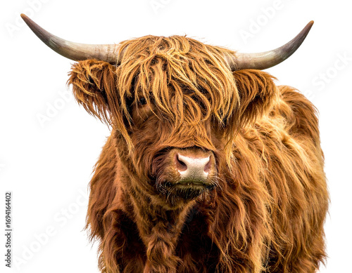 Highland cow with long shaggy hair PNG