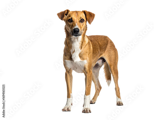 Photography Hyperrealistic image of a thin Indian stray dog standing alone PNG