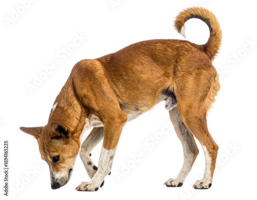 Photography Delhi Stray, Indian stray dog sniffing the ground with natural curiosity, isolat