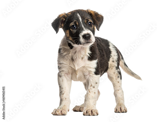 Photography Indian stray puppy standing with a tilted head, looking curious, isolated PNG