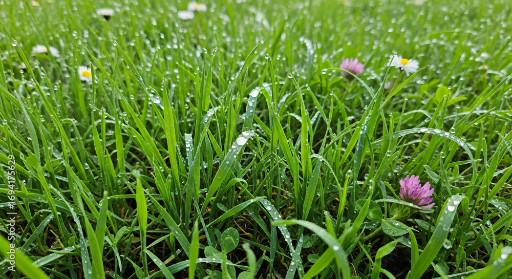 Obraz premium Close-up of a lush green lawn with vibrant grass blades and wildflowers glistening with fresh morning dew drops, symbolizing purity and new beginnings