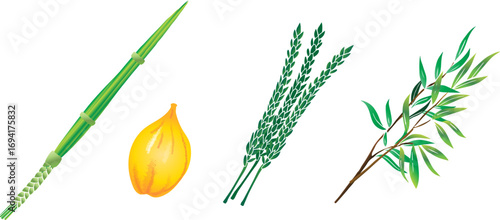 Sukkot four species set traditional symbols Holiday Four plants Etrog citron, hadas myrtle branches, lulav palm branch, aravah willow branches isolated icons Autumn Jewish New Year decoration sign