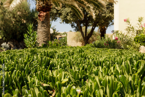 Image of vibrant green shru...