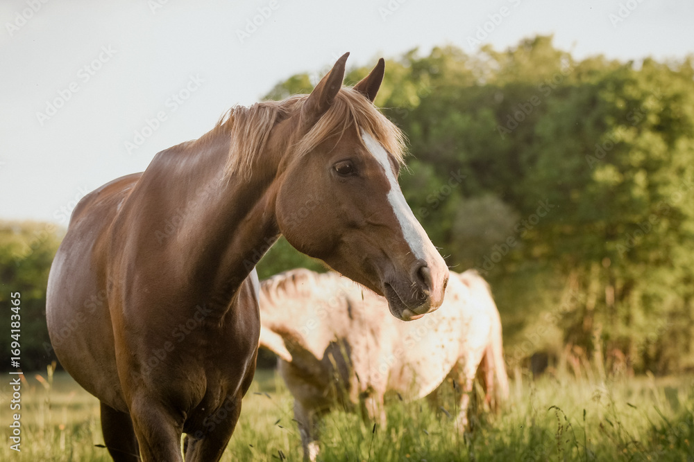 Naklejka premium Cheval et poney au pré