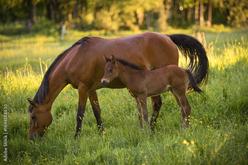 Fototapeta premium Jument et son poulain au pré