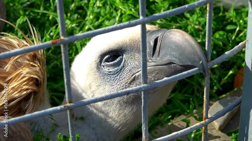 Black vulture is dozing in a zoo, lying on grass with its beak caught on the bars. Portrait close up
