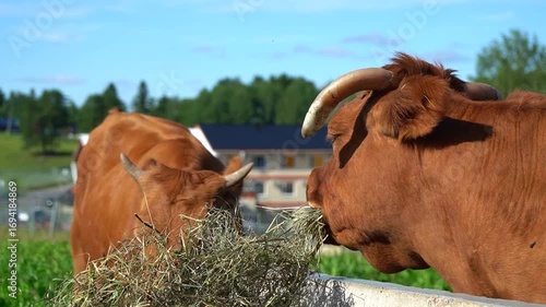 Cows eating hay on a farm