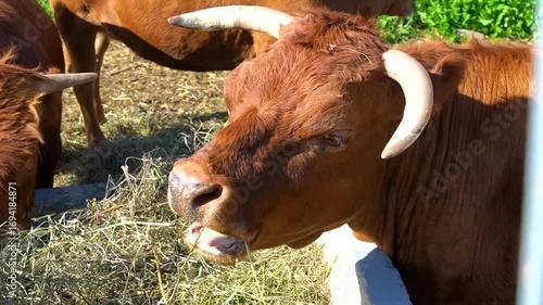Bulls chew hay on a farm