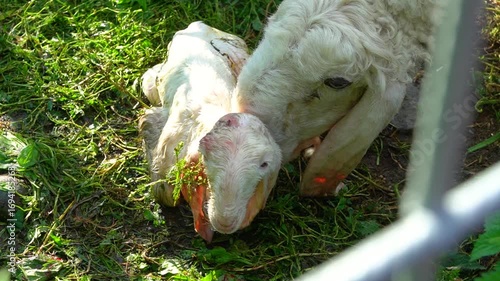 Newborn Lochi lamb comes to its senses next to its mother sheep