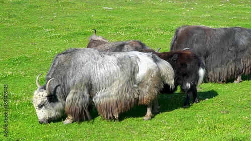 Several yaks graze on green grass