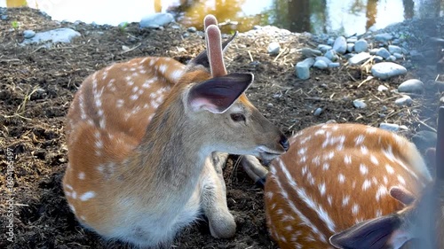 Sika deer rest during the day