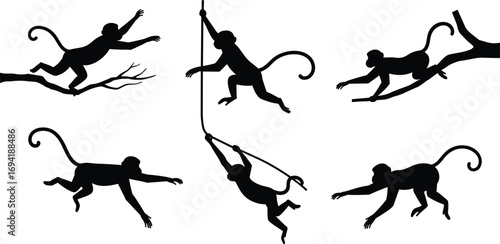Silhouette of playful monkeys swinging, jumping on branches, wild animals in nature, jungle wildlife, primate movement, animal behavior, active monkeys, tree climbing, forest scene, nature adventure.