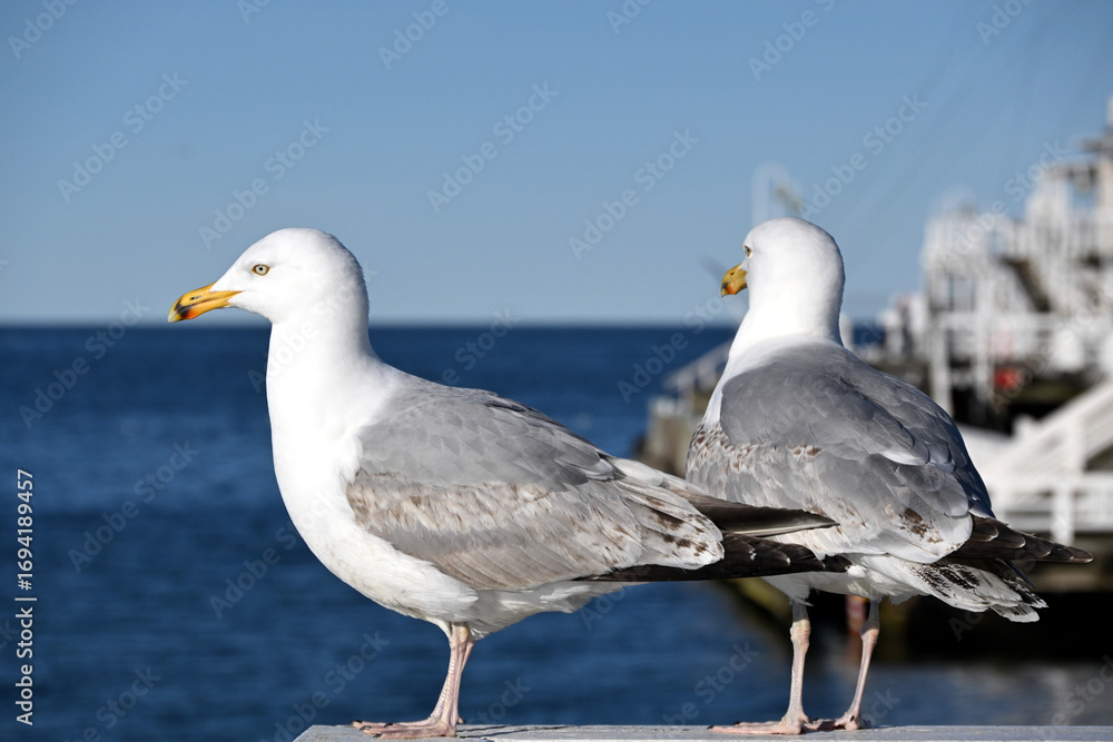 Obraz premium Pair of seagulls (Larinae) standing on the railing of the Sopot pier. Bird on a white balustrade with a blurred marine background. Closeup