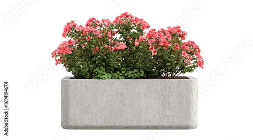 Stone city planter filled with abundant pink flowers isolated on black.