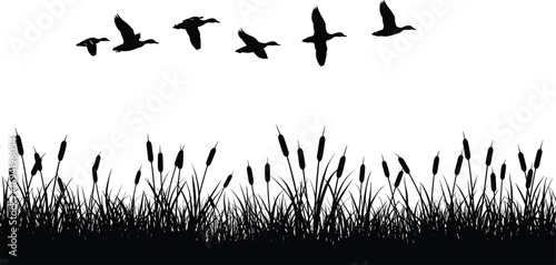 Flying birds silhouette over wetland reeds, lake nature scene, marsh wildlife vector, waterfowl flock, black and white landscape design illustration