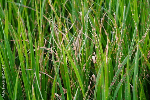 The rice plants exhibiting symptoms of Bacterial Leaf Blight