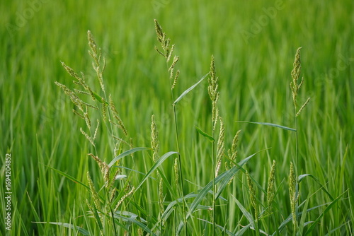 Close-up of the American sloughgrass in a wetland