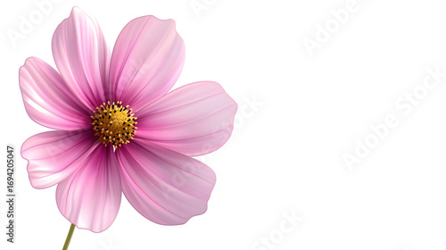 Cosmos Illustration
