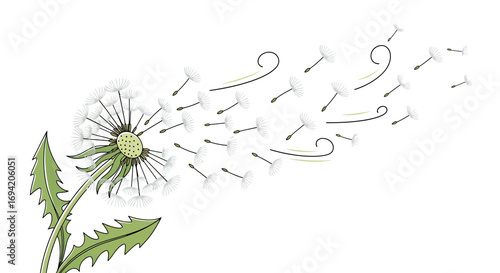 Dandelion releasing seeds in the wind, white fluffy seeds blown away with gentle breeze, isolated vector illustration