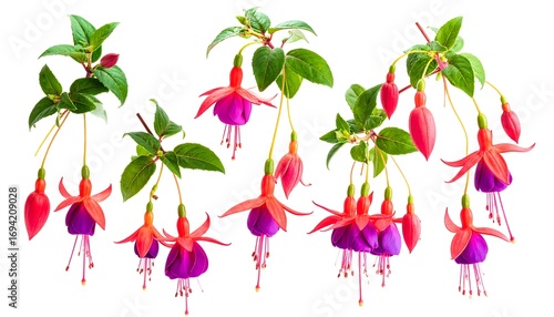 Fuchsia flowers arranged on a white background