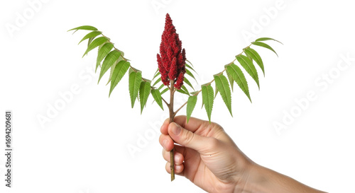 a hand offering vibrant staghorn sumac natures fiery embrace, autumns warm gift, isolated on transparent background