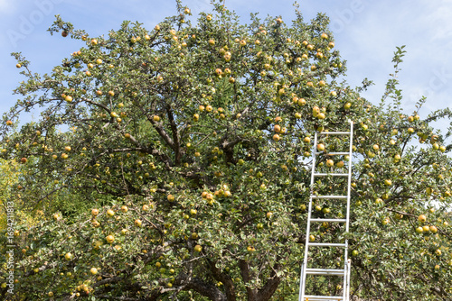Apple orchard in Autumn