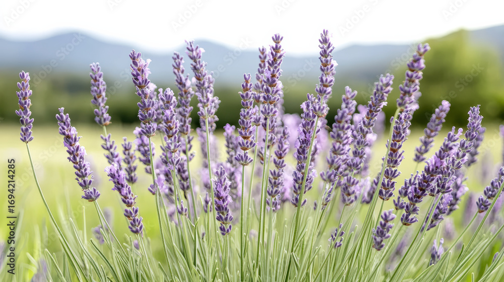 Naklejka premium Close up of lavender flowers in bloom, showcasing vibrant purple hues and lush green stems