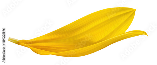 Single Yellow Flower Petal, isolated on transparent background