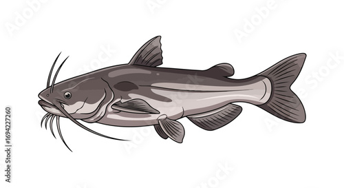 Isolated cartoon rendition portraying a gray catfish with its distinctive barbels and fin structure, showcased on a clean white background