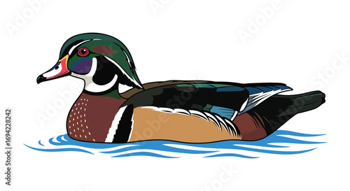 Colorful Wood Duck Swimming in Tranquil Water, A Vector Illustration of Wildlife Beauty