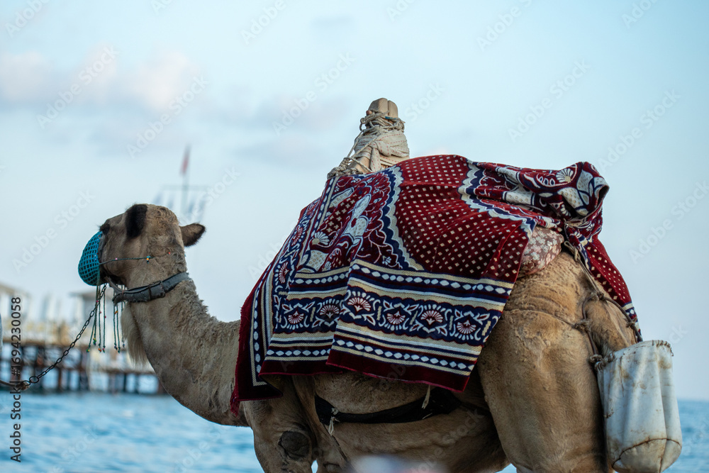 Naklejka premium Camel with Blanket and Head Covering Near Water