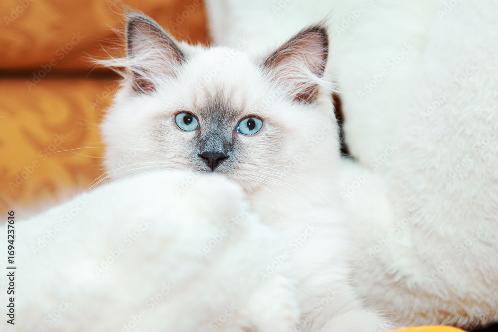 Fototapeta premium A cute Neva Masquerade kitten plays on the sofa.