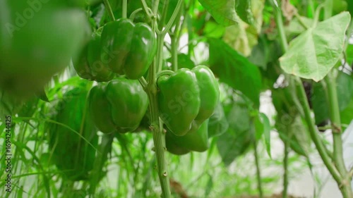 Green bell peppers growing on a bed in a greenhouse, close-up