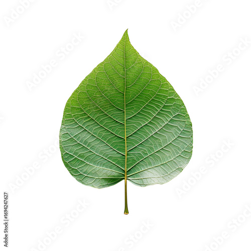 Green peepal leaf isolated on white background