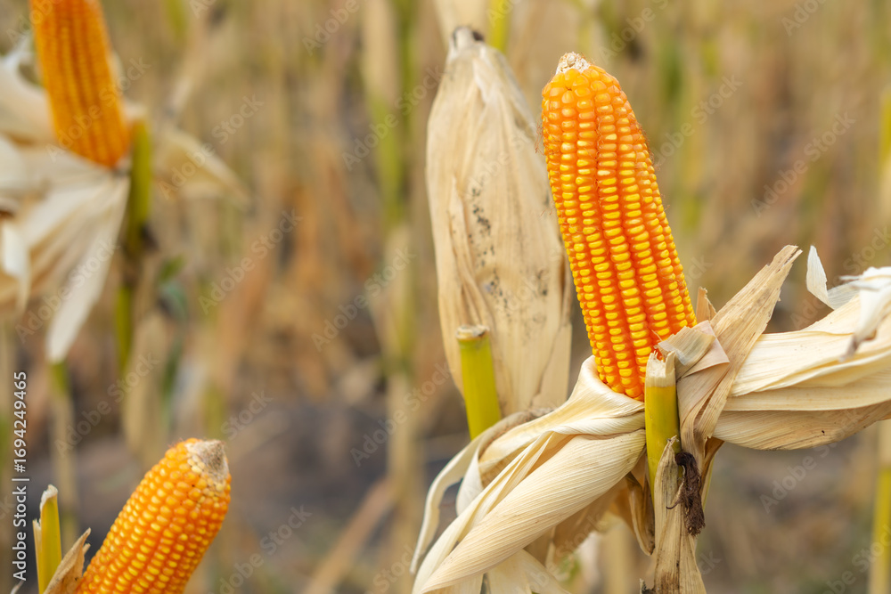 Φωτογραφία Close up of ripe corn cobs with golden yellow kernels in a dry field, symbolizing agriculture, organic harvest, rural farming, natural food source, and countryside lifestyle