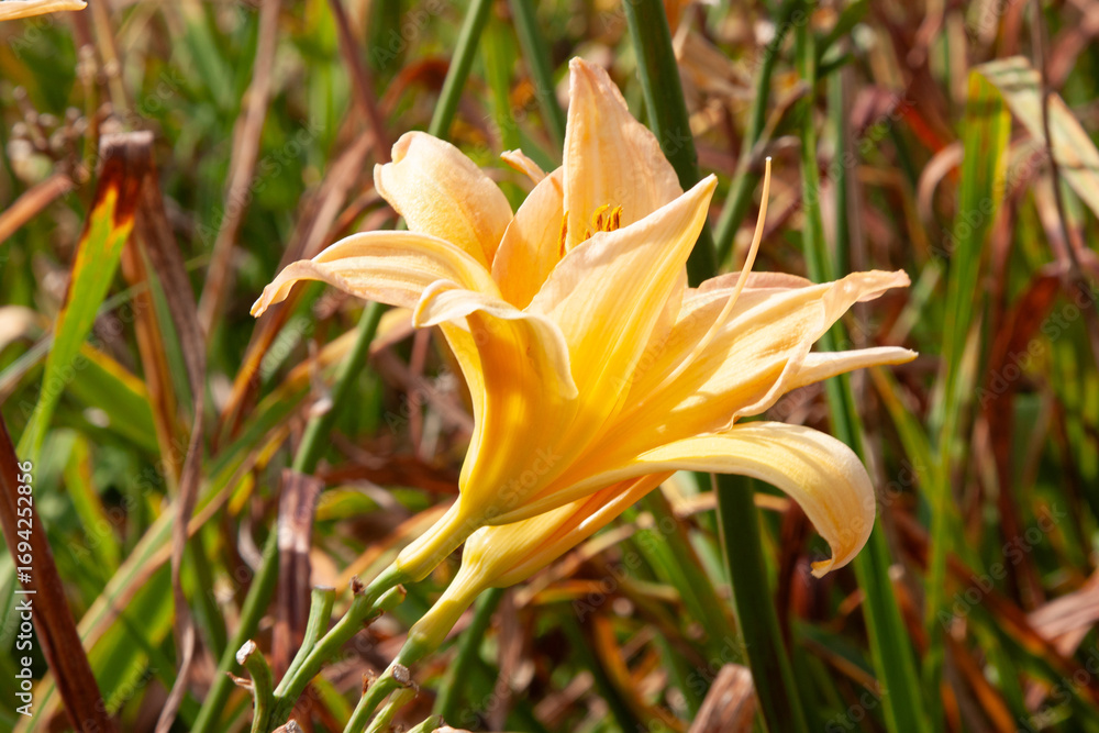 Fototapeta premium Orange flowers. Close up of soft orange lily flower in garden showing detailed texture of petals and stamens. Soft green background Perfect for botanical, floral themes, background, post