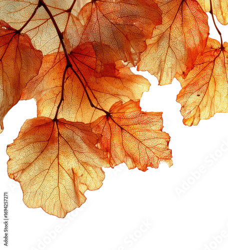 Wallpaper Mural Autumn leaves falling nature scene vibrant colors isolated on transparent background Torontodigital.ca