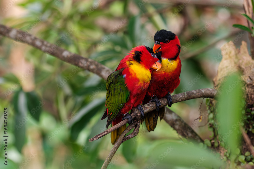 Obraz premium Two Colorful Parrots Nuzzling on Branch