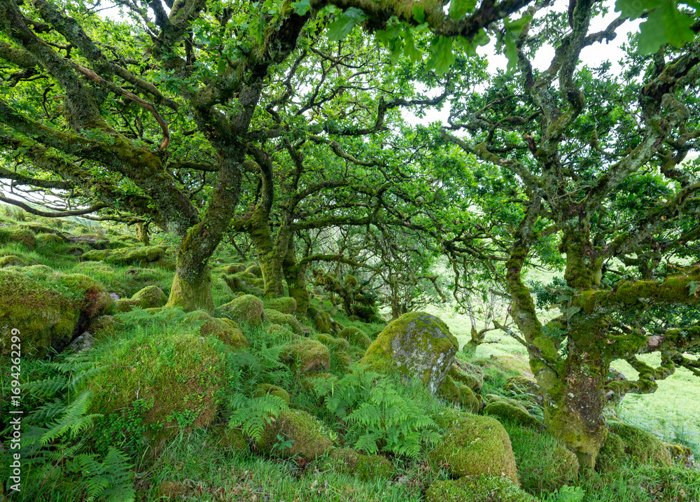 Obraz premium old oak trees with moss covered rocks in wistmans wood in UK national nature reserve dartmoor