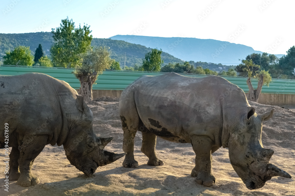 Fototapeta premium Two rhinoceroses feeding on ground at Attica Zoological Park in Athens, Greece.