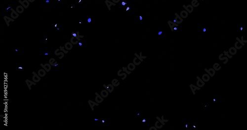 青いバラの花びらの乱舞：背景透過　ループ	
